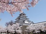 鶴ヶ城のさくら（会津若松市）